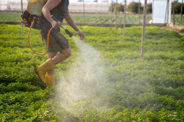 Best Affordable Pest Control Services  in Mount Pleasant, MI
