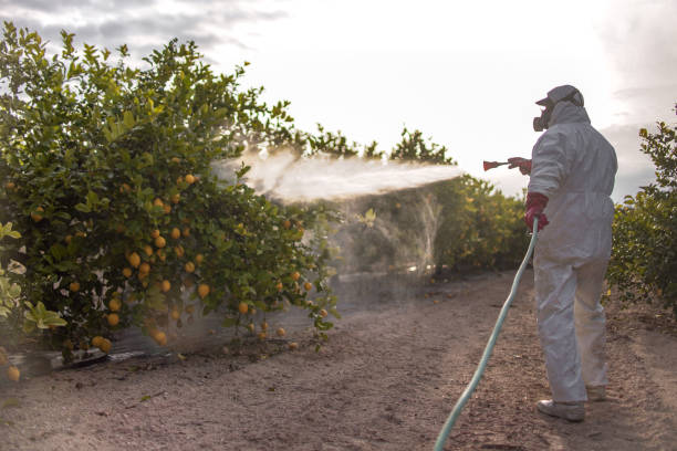 Best Wasp Removal Services  in Mount Pleasant, MI