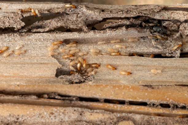 Best Pest Control Near Me  in Mount Pleasant, MI